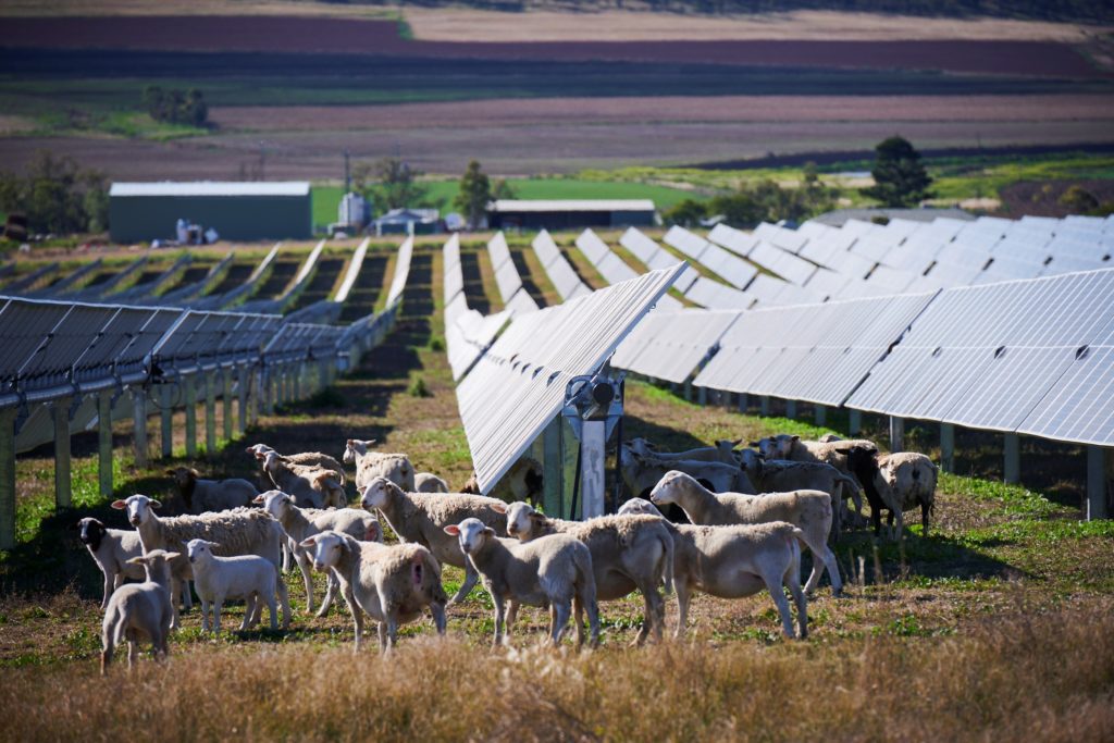 Sheep on Solar Plant Field